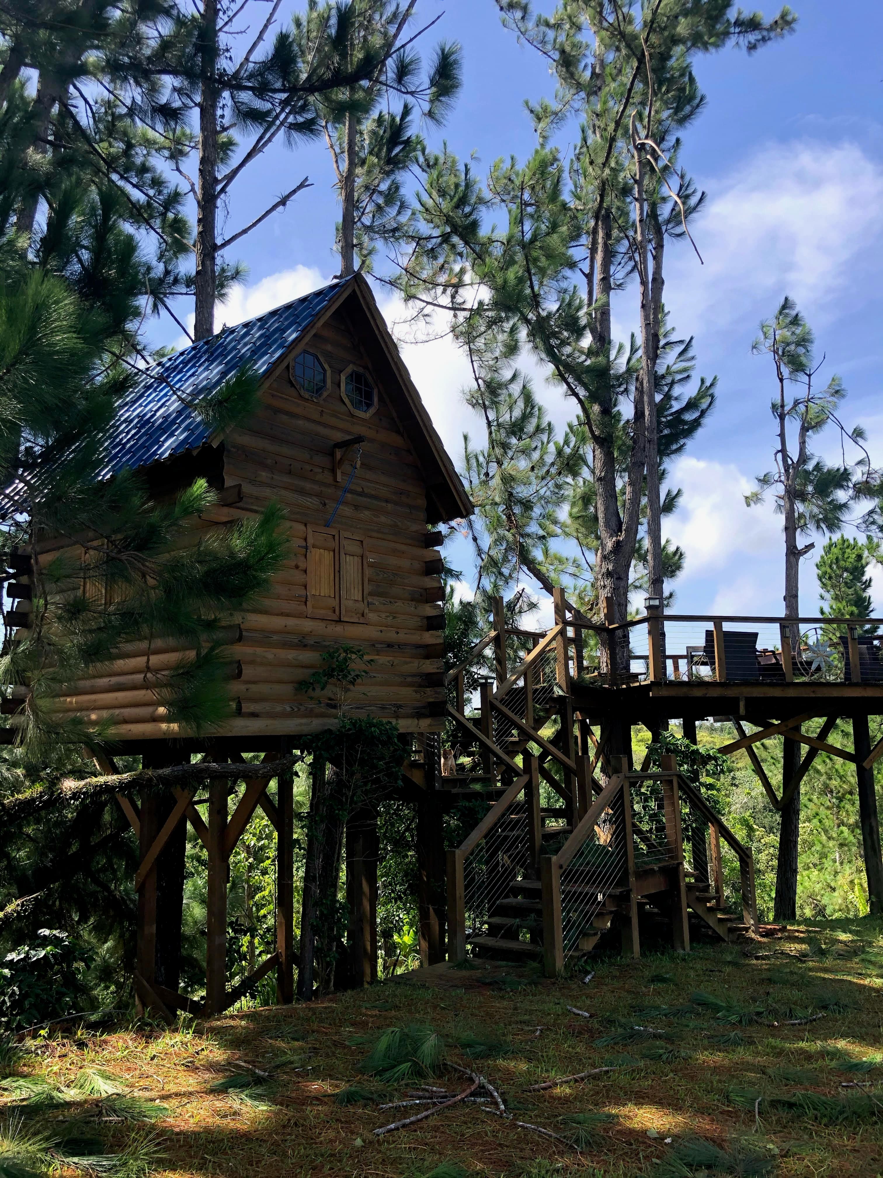 fondo casa de arbol